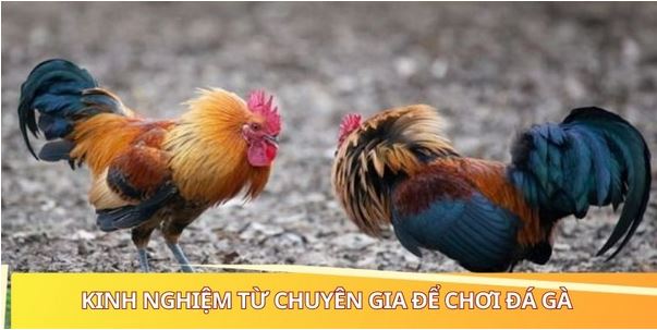 Những Đòn Đá Hiểm Của Gà Chọi - Phá Vỡ Mọi Phòng Thủ - Ảnh 3