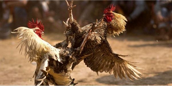 Hướng dẫn nạp tiền chơi đá gà N88 nhanh gọn trong 5 phút - Ảnh 1