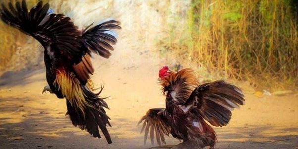 Hướng dẫn nạp tiền chơi đá gà N88 nhanh gọn trong 5 phút - Ảnh 2