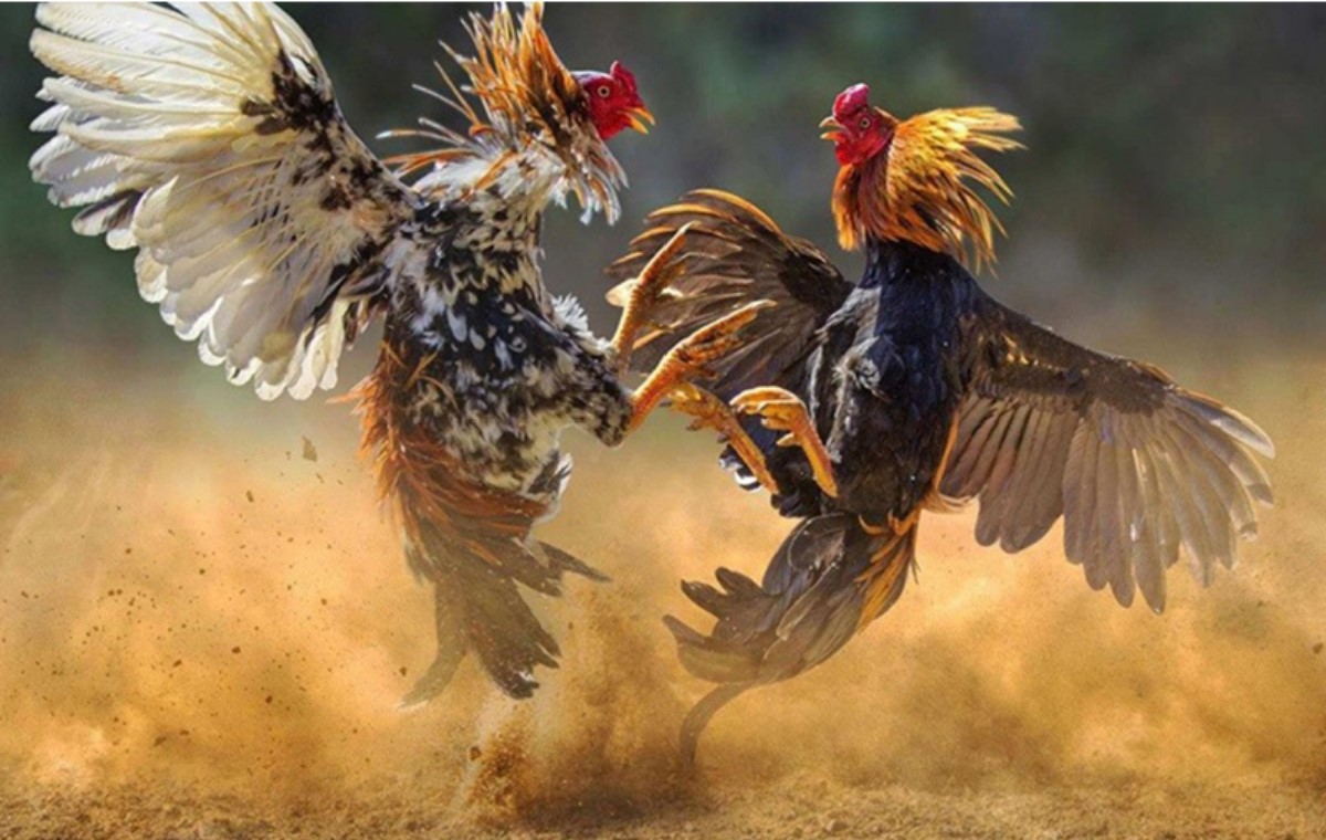 Tìm hiểu về đá gà tại Zbet