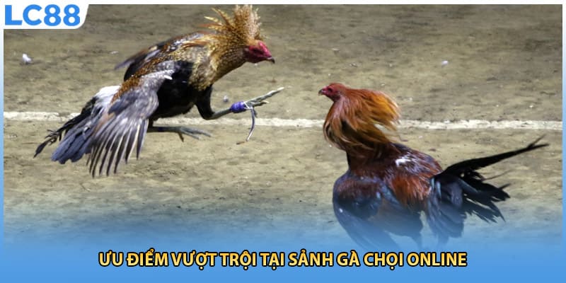 Đ&aacute; G&agrave; LC88 - Nhiều K&egrave;o Đấu Hấp Dẫn Mỗi Ng&agrave;y Cập Nhật Nhanh - Ảnh 1