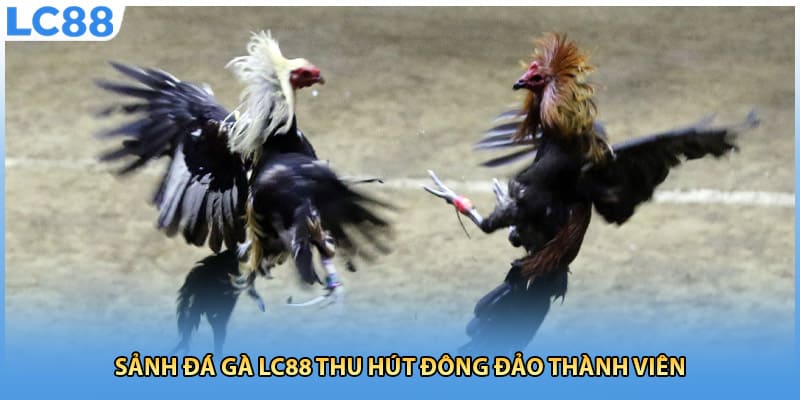 Đ&aacute; G&agrave; LC88 - Nhiều K&egrave;o Đấu Hấp Dẫn Mỗi Ng&agrave;y Cập Nhật Nhanh - Ảnh 2