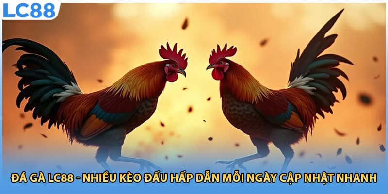 Đ&aacute; G&agrave; LC88 - Nhiều K&egrave;o Đấu Hấp Dẫn Mỗi Ng&agrave;y Cập Nhật Nhanh - Ảnh 3