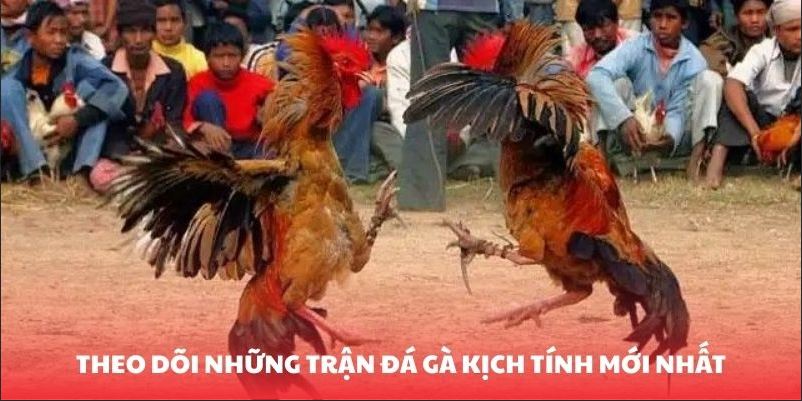 Đ&aacute; G&agrave; Thomo - Những Trận Thư H&ugrave;ng Đỉnh Cao Tại Nền Tảng - Ảnh 1