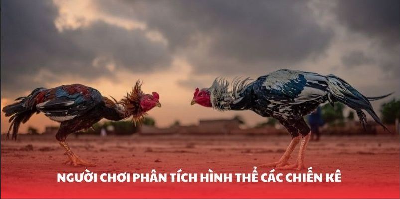Đ&aacute; G&agrave; Thomo - Những Trận Thư H&ugrave;ng Đỉnh Cao Tại Nền Tảng - Ảnh 2