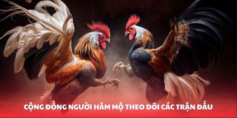 Đ&aacute; G&agrave; Thomo - Những Trận Thư H&ugrave;ng Đỉnh Cao Tại Nền Tảng - Ảnh 4