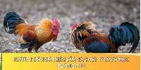 Những Đòn Đá Hiểm Của Gà Chọi - Phá Vỡ Mọi Phòng Thủ