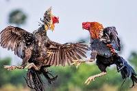 Cách soi kèo đá gà tại Zbet từ chuyên gia