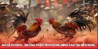 Đá Gà Thomo - Những Trận Thư Hùng Đỉnh Cao Tại Nền Tảng